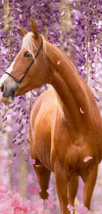 Horse Purple Liver Live Wallpaper