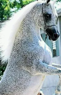 Horse Sculpture Statue Live Wallpaper