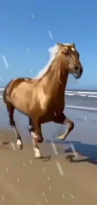 This phone live wallpaper features a stunning high-resolution image of a beautiful Arabian horse galloping freely along a picturesque beach by the ocean