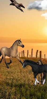 Horse Sky Ecoregion Live Wallpaper