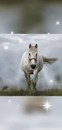 Horse Sky Whiskers Live Wallpaper