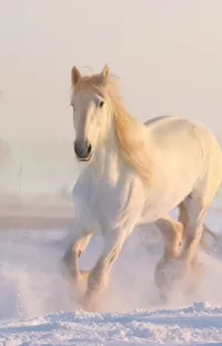 Horse Snow Liquid Live Wallpaper