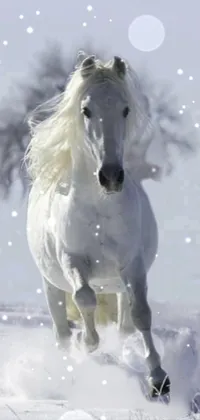 Horse Snow Snout Live Wallpaper