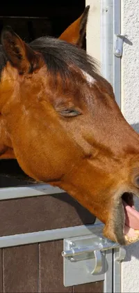 This stunning live wallpaper features a beautiful brown horse peeking out of a stable door, with a shiny coat and charming yawn
