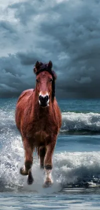Horse Water Cloud Live Wallpaper