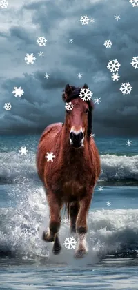 Horse Water Liquid Live Wallpaper