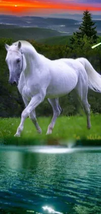 Horse Water Plant Live Wallpaper