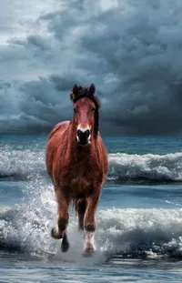 Horse Water Sky Live Wallpaper