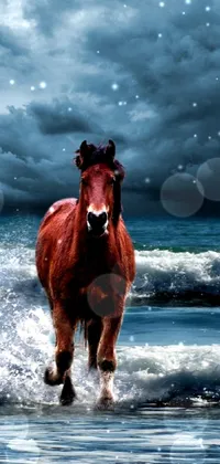 Horse Water Sky Live Wallpaper