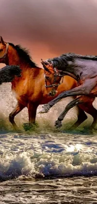 Horse Water Working Animal Live Wallpaper