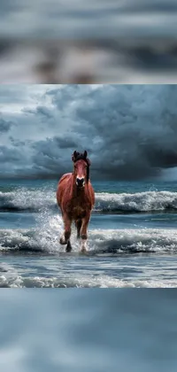Horse Water Working Animal Live Wallpaper