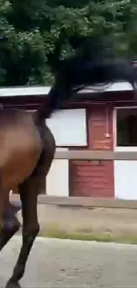 Horse Working Animal Building Live Wallpaper