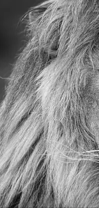 Horse Working Animal Grey Live Wallpaper