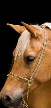 Horse Working Animal Halter Live Wallpaper