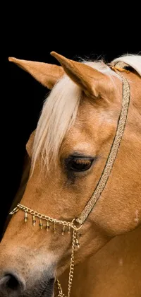 This horse inspired phone live wallpaper showcases a mesmerizing close-up of an Arabian breed wearing a gilded gold and diamond bridle