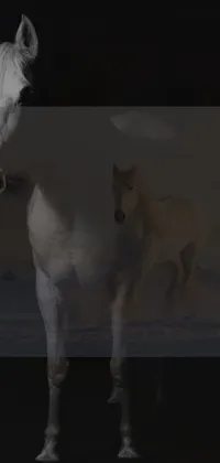 Horse Working Animal Snout Live Wallpaper