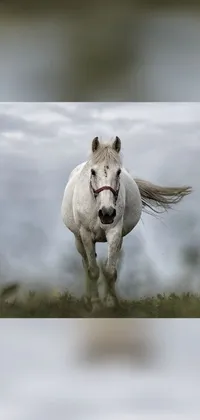 This live wallpaper for your phone features a stunning white horse on a vibrant green field