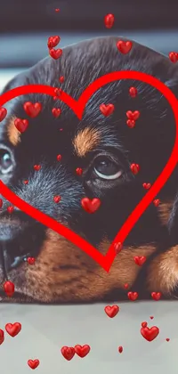 This live wallpaper features a cute black and brown puppy photographed in close-up by a top-tier photographer from Pexels in 4K resolution