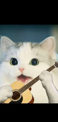Indoor Cat Guitar Live Wallpaper