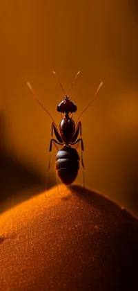Insect Arthropod Amber Live Wallpaper