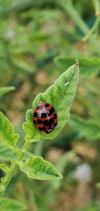 This live wallpaper features a lovely ladybug resting on a vibrant green leaf