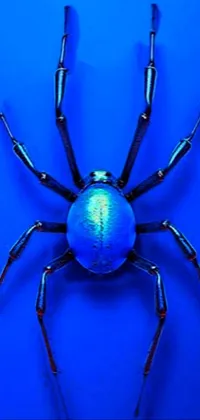 Insect Arthropod Blue Live Wallpaper
