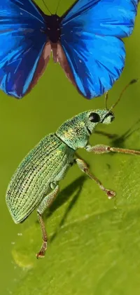 Insect Arthropod Blue Live Wallpaper