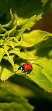 This live phone wallpaper showcases an adorable ladybug perched on a lush green leaf