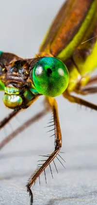 Insect Arthropod Dragonflies And Damseflies Live Wallpaper