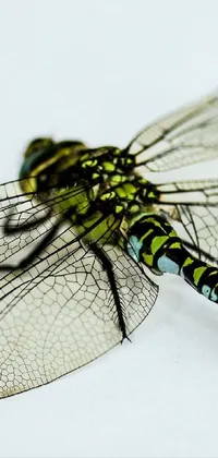 dragonfly Live Wallpaper