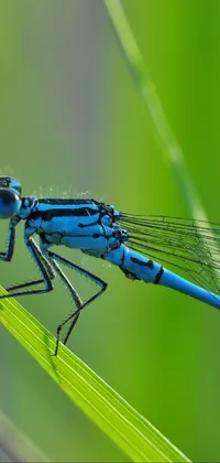 dragonfly Live Wallpaper