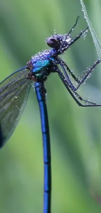 Insect Arthropod Dragonflies And Damseflies Live Wallpaper