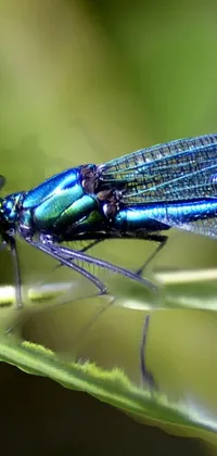 Insect Arthropod Dragonfly Live Wallpaper