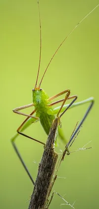 This phone live wallpaper showcases a high-resolution, mid shot photograph of a grasshopper on a twig with stunning detail