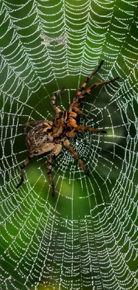 Experience the intricate and visually stunning world of this spider live wallpaper