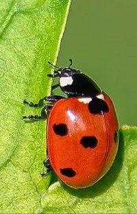 Insect Arthropod Ladybug Live Wallpaper