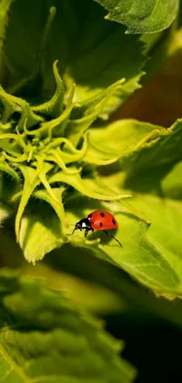 Insect Arthropod Leaf Live Wallpaper
