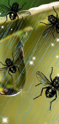 Insect Arthropod Light Live Wallpaper