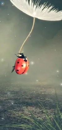 This phone live wallpaper features a surrealist scene of a ladybug on a white feather