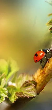 Insect Arthropod Pollinator Live Wallpaper