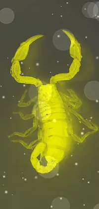 Insect Arthropod Sky Live Wallpaper