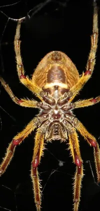 Insect Arthropod Spider Live Wallpaper