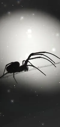 Insect Arthropod Water Live Wallpaper