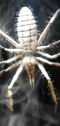 Insect Eye Arthropod Live Wallpaper