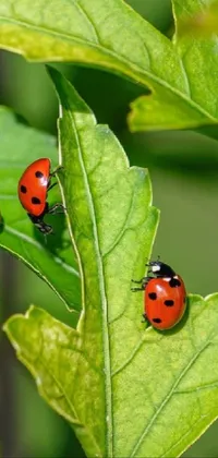 Insect Green Nature Live Wallpaper
