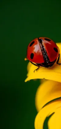 This striking live wallpaper showcases a beautiful macro photograph of a ladybug perched on a vibrant yellow flower, elegantly displayed with a black on red background