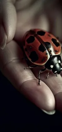 Insect Ladybug Beetle Live Wallpaper