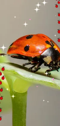 This live phone wallpaper features two ladybugs perched on a vibrant green leaf captured in striking macro photography