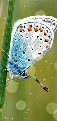 Insect Liquid Butterfly Live Wallpaper