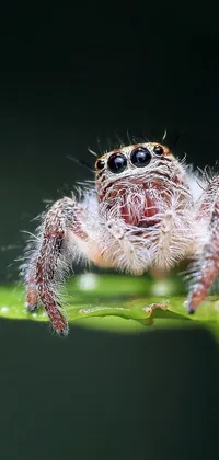Get up close with our macro spider live wallpaper, featuring a detailed image of a jumping spider on a green leaf